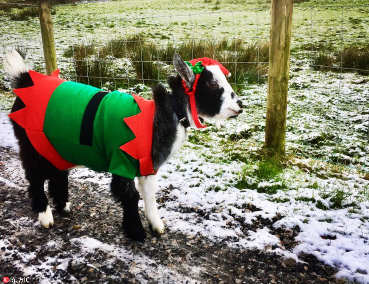 英侏儒山羊活成精致羊咩咩穿漂亮衣服泡吧爽翻天