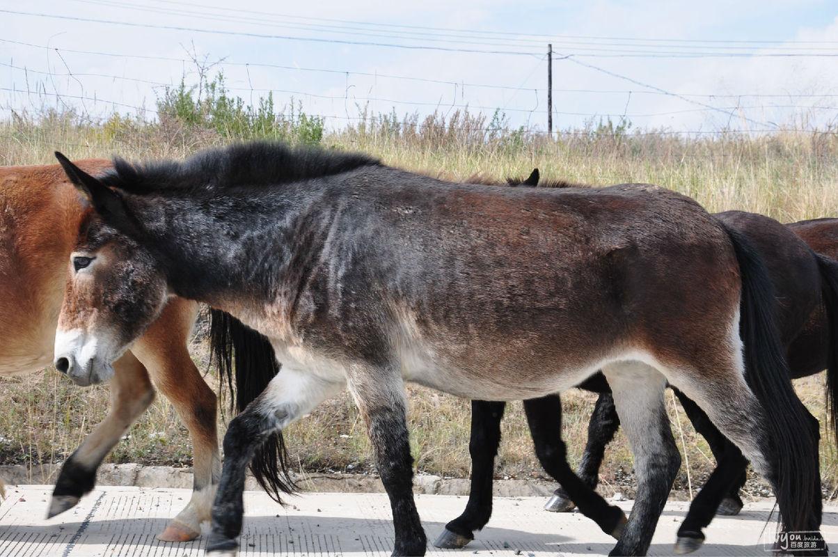 既然骡子有雌雄之分那为什么会没有生育能力