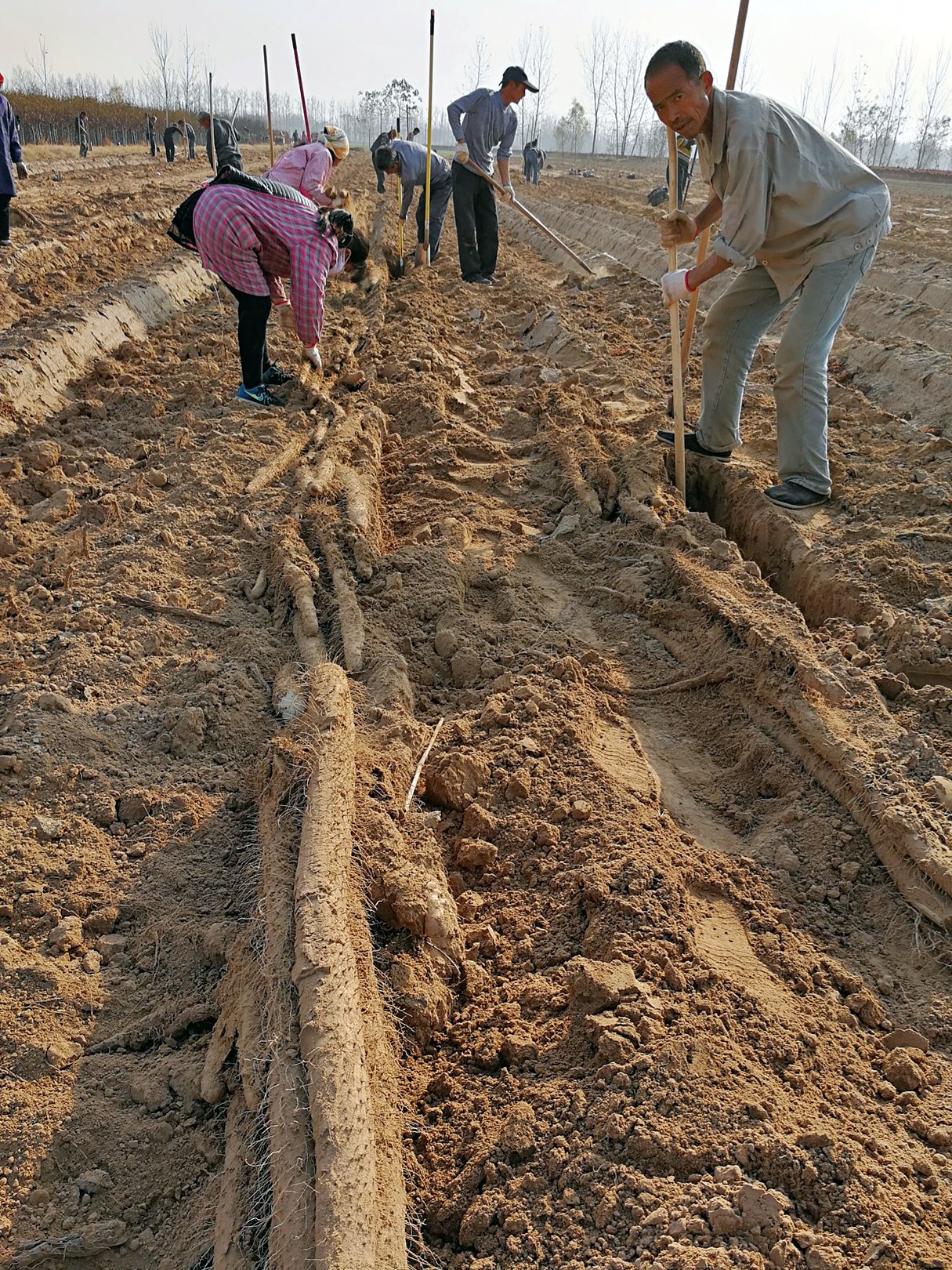 农民挖山药,管酒管饭一包烟,一天挖400根2千多斤,收入200元