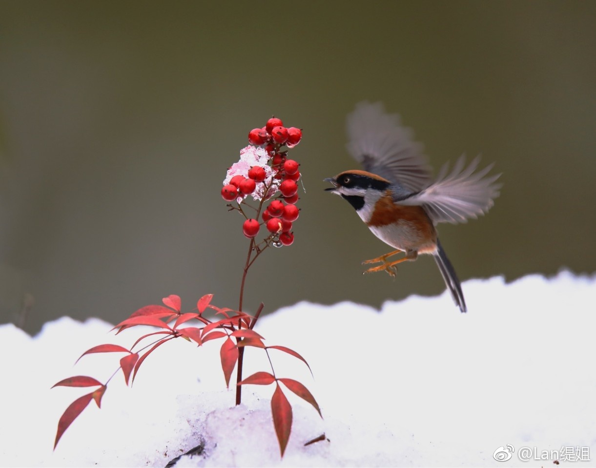 今日立春,寒意尤甚,分享一组充满活力.生气的红头山雀图,盼春归