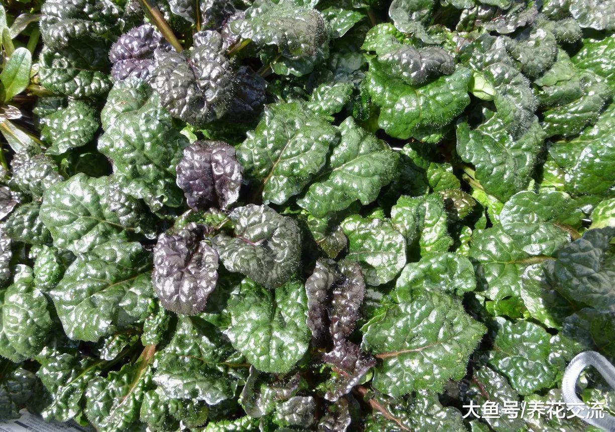下面这些匍匐在地面生长的植物, 认识一两种就算你厉害了
