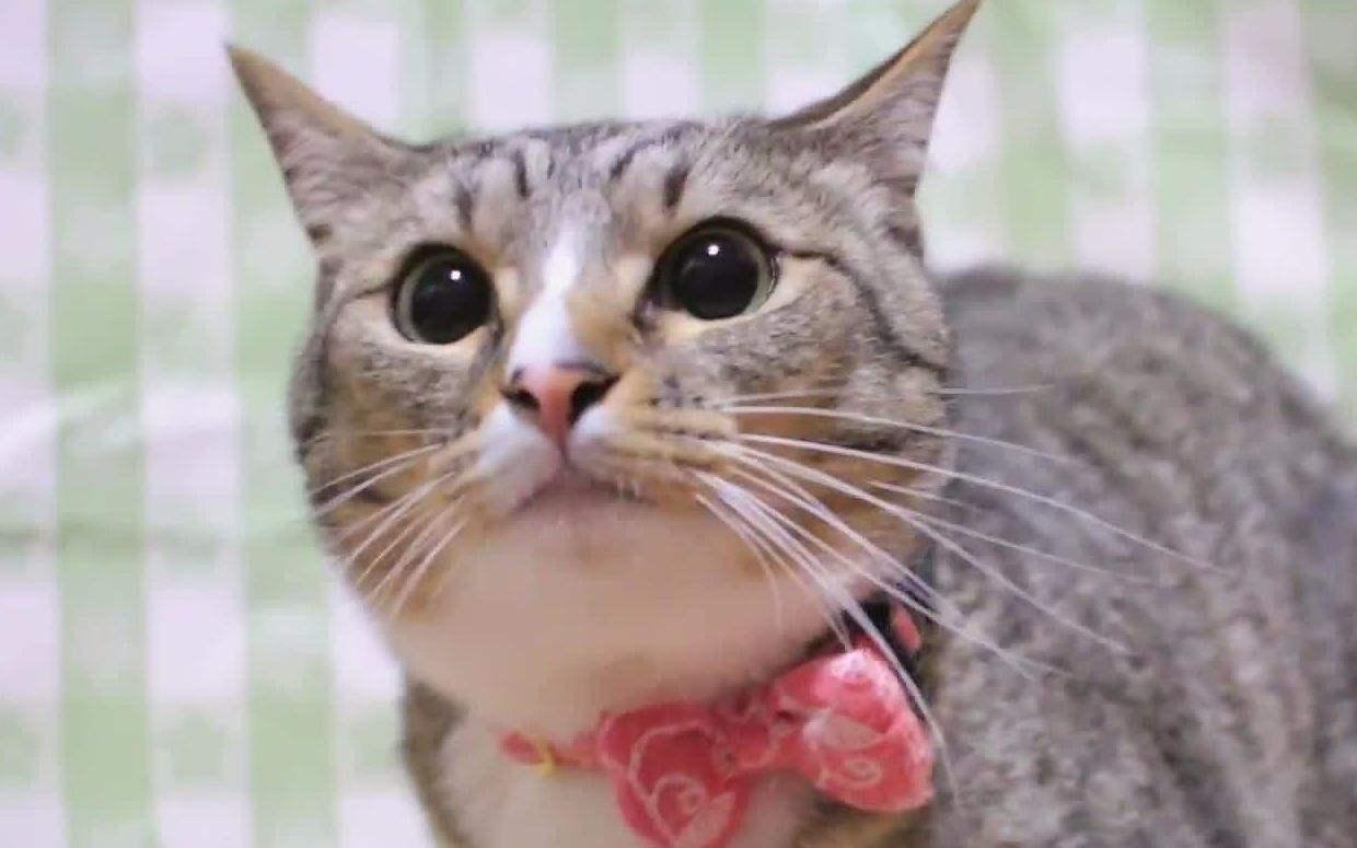 小龙几乎算得上是个游戏白痴,很多让人玩到昏天黑地欲罢不能的游戏我