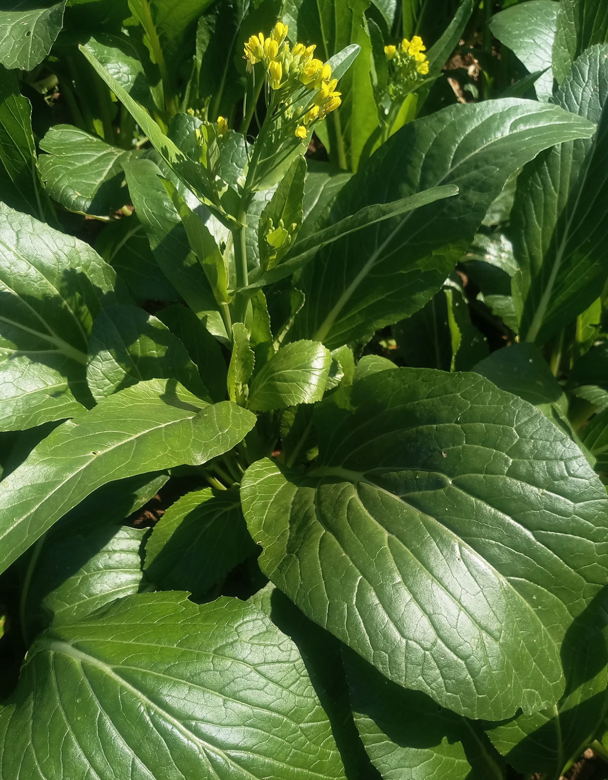 东北山货（东北必尝的13种山野菜）_小樱知识