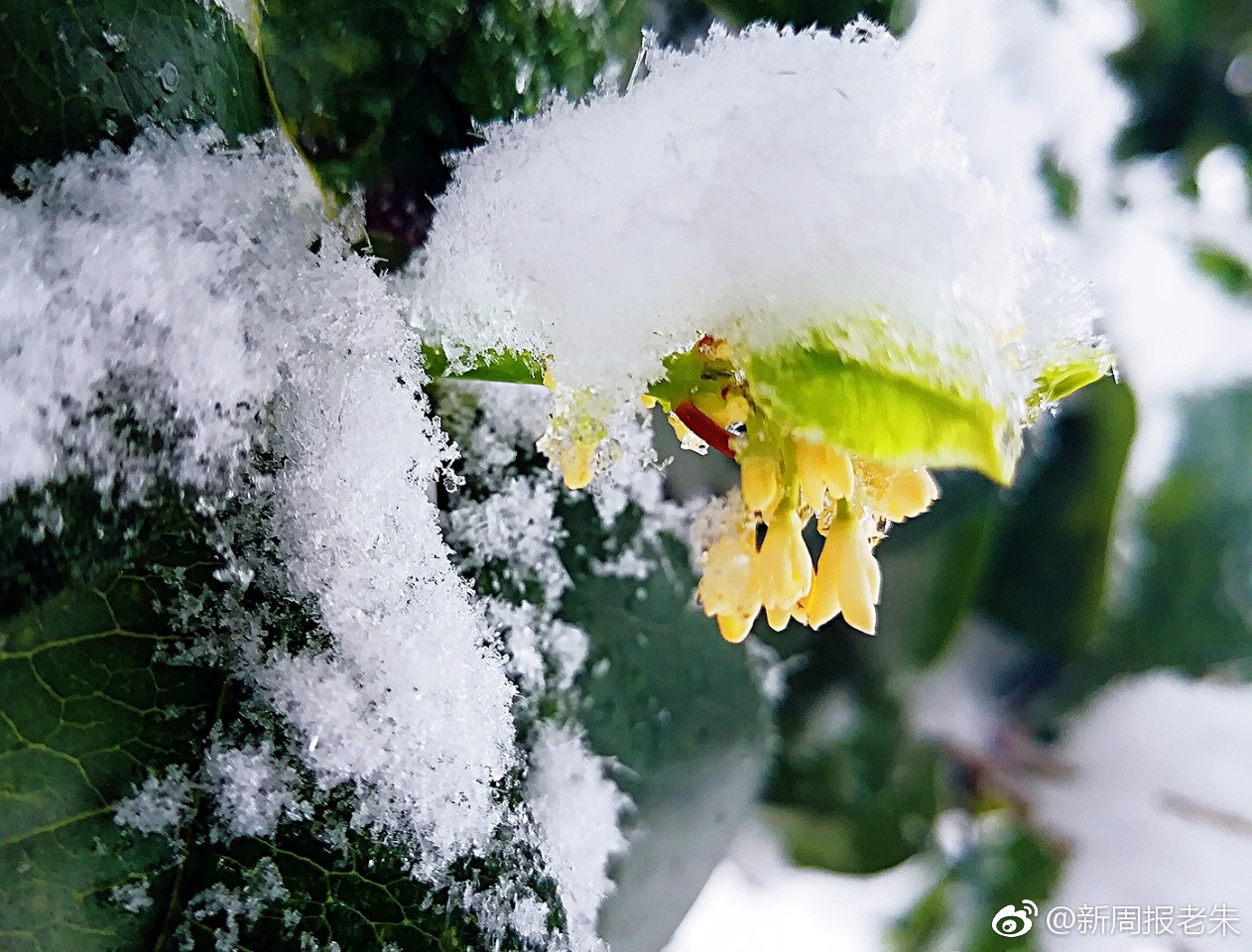 雪中赏桂花