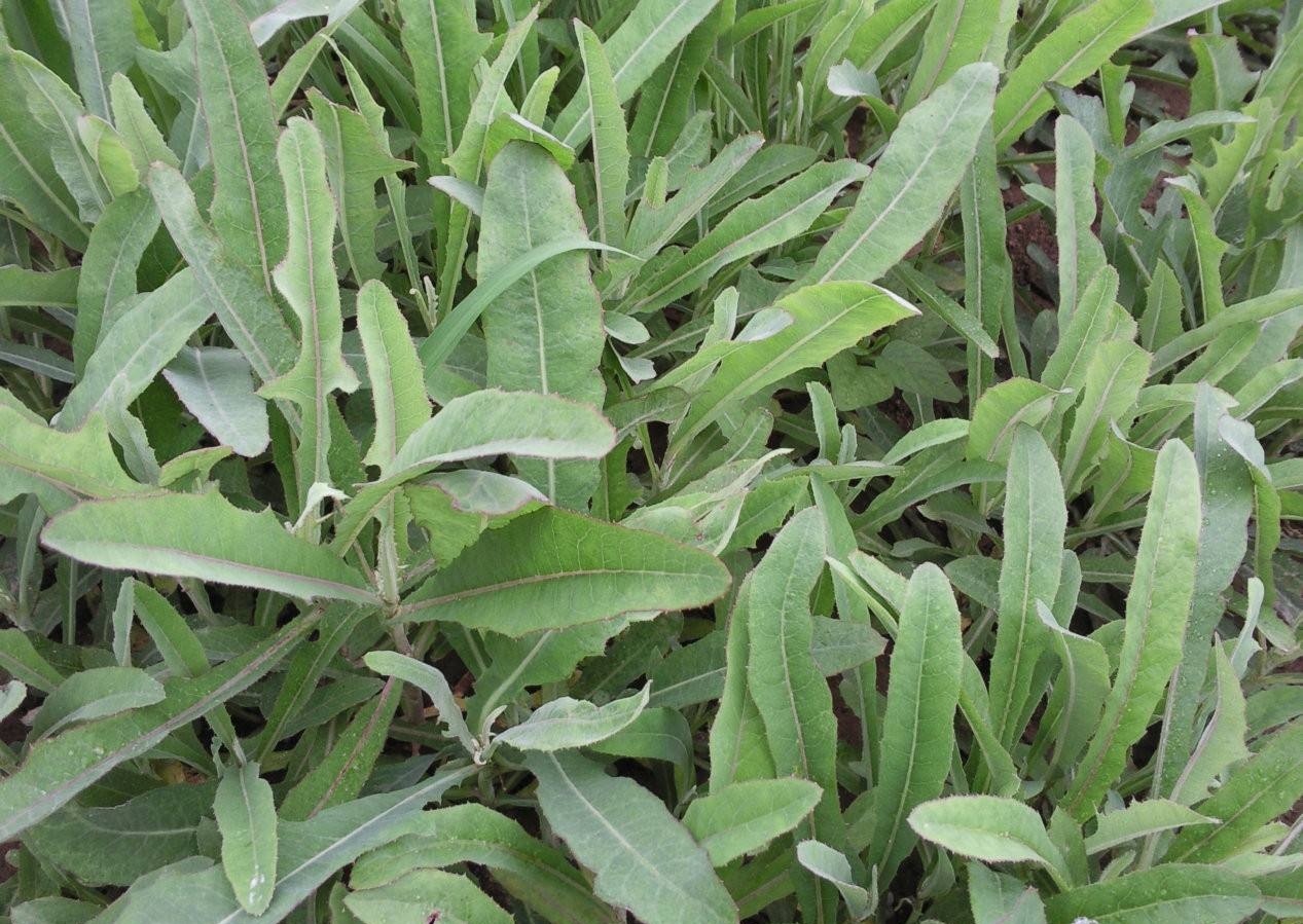 农村一种春季野菜,民间称它为"补钙菜",含钙量堪比钙片