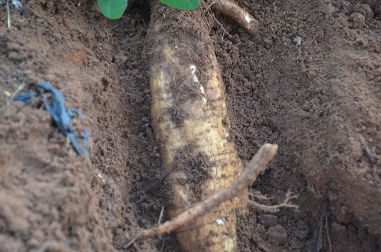 它是最廉价的"千年人参",很容易买到,可惜太多人不知道