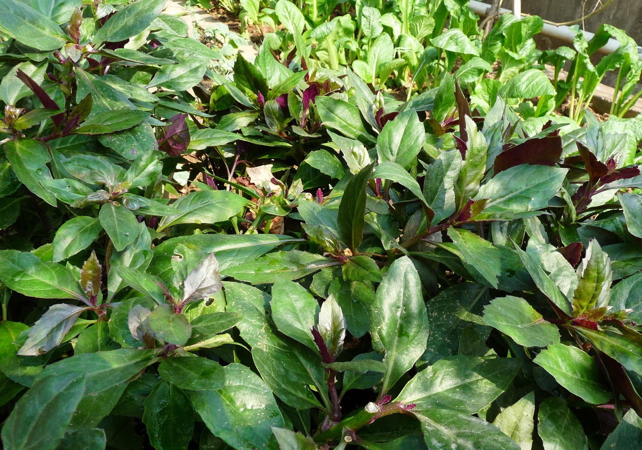 农村地里的紫背菜既能观赏又能吃还是天然补血野