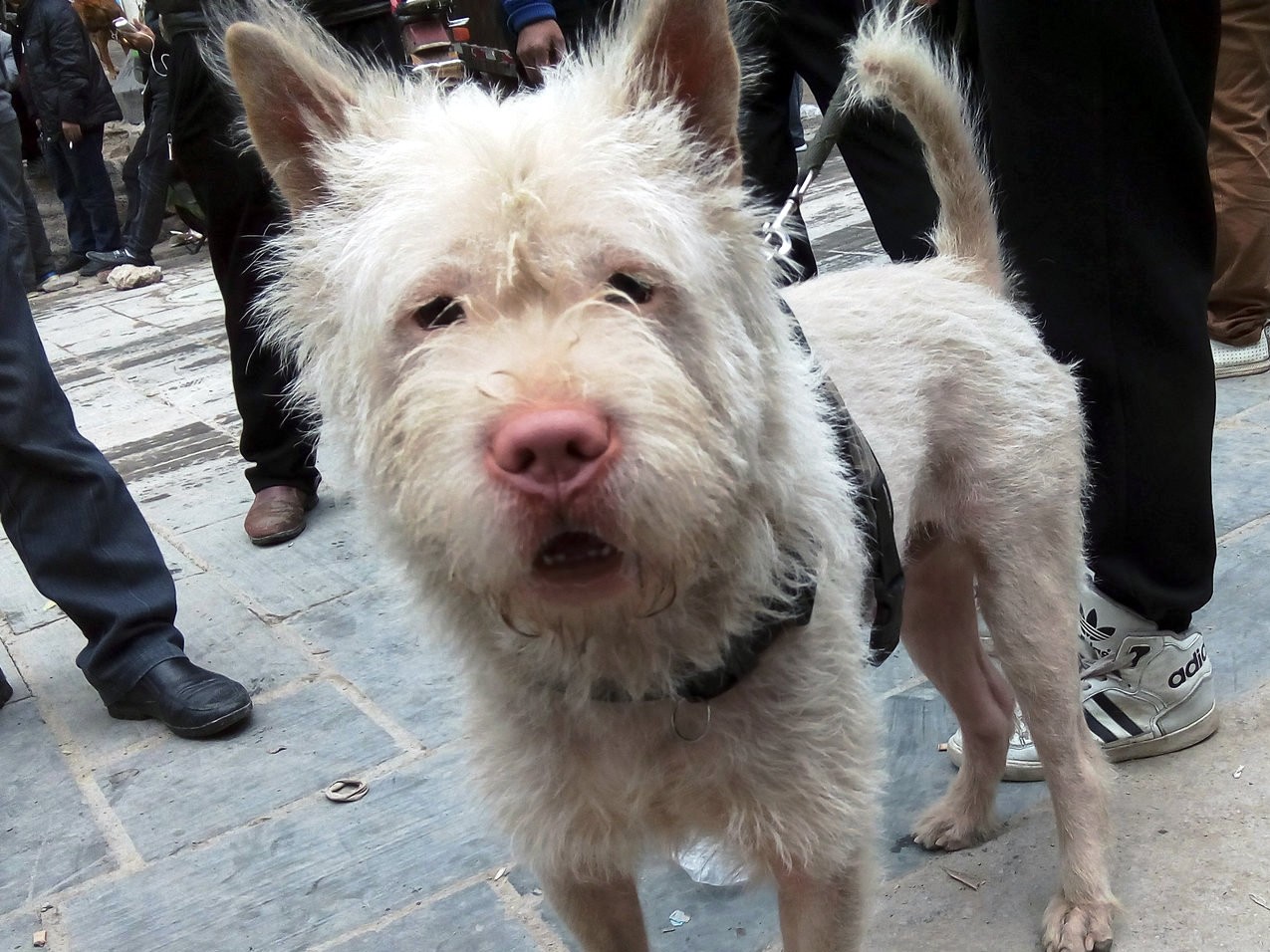 纯正下司世界林犬具有"三红"特征,价值上万一条,很多人不知道