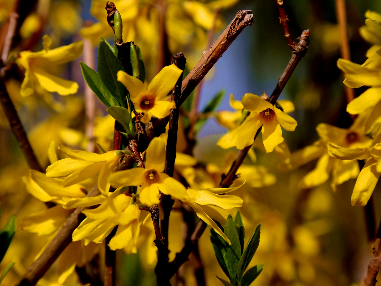 西安大明宫:盛开的连翘花