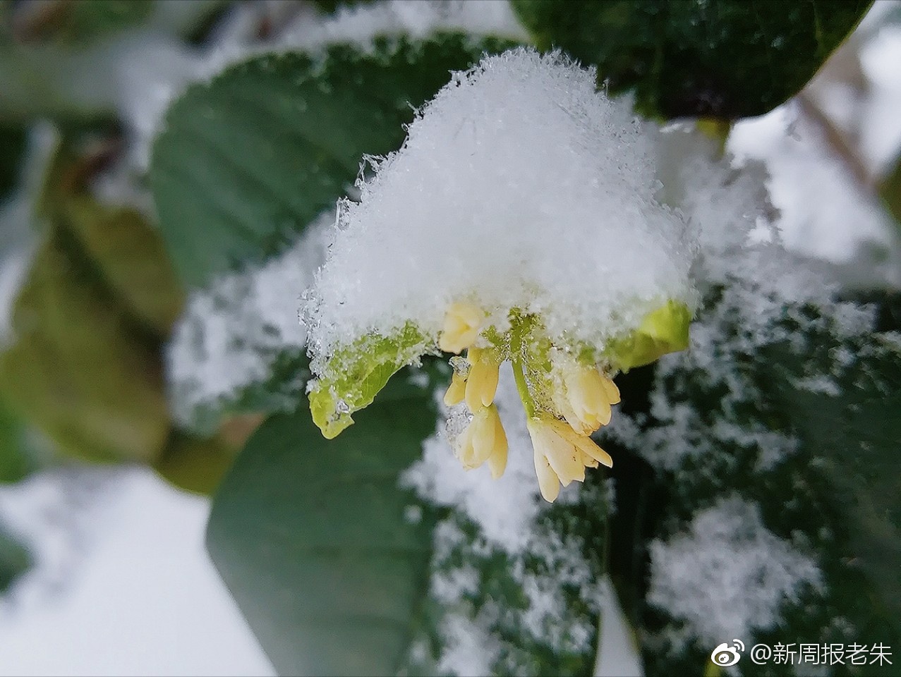 雪中赏桂花