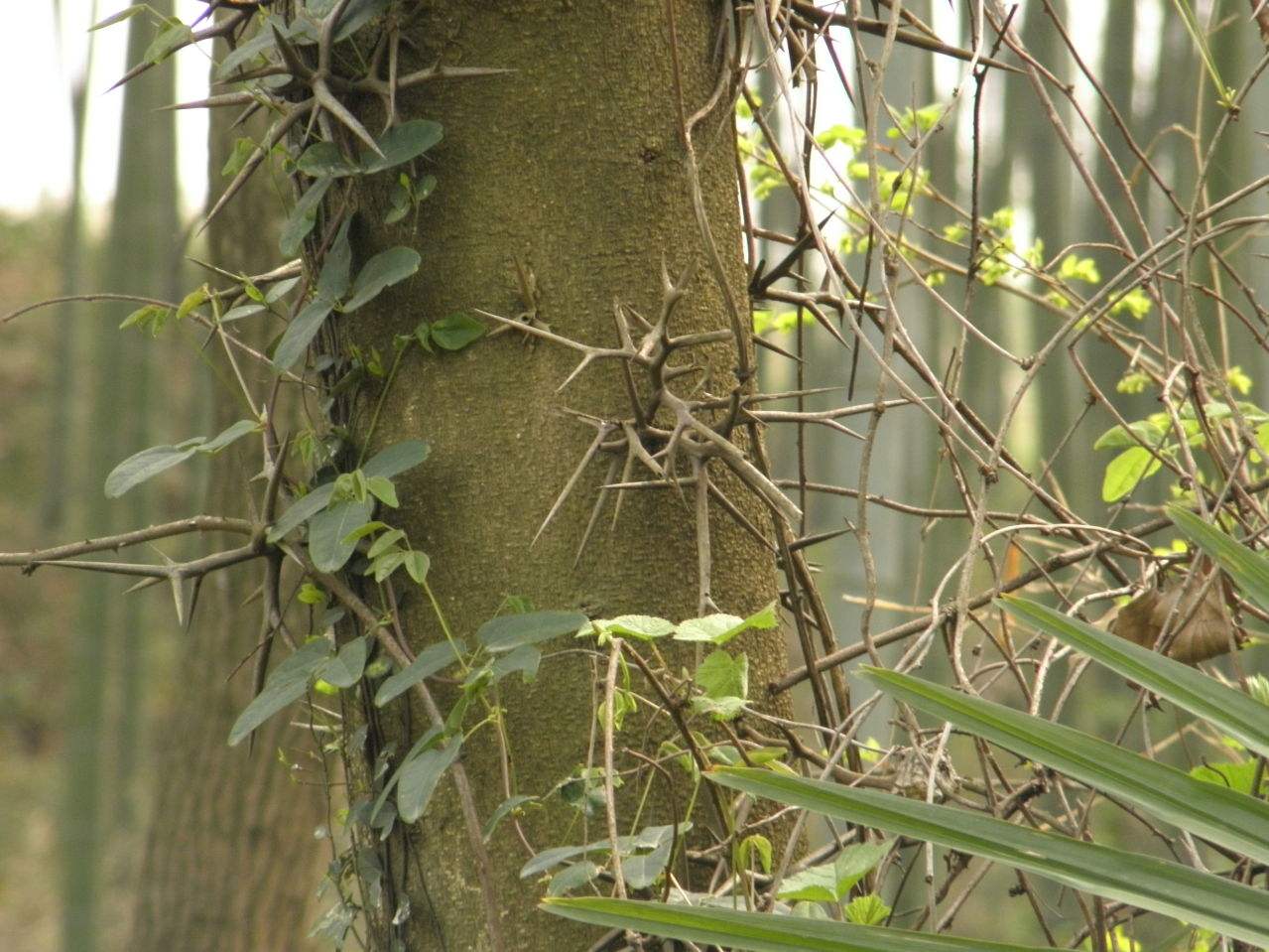 相信在农村生活过的朋友,尤其是80年代的农村人,对皂角不陌生吧,在