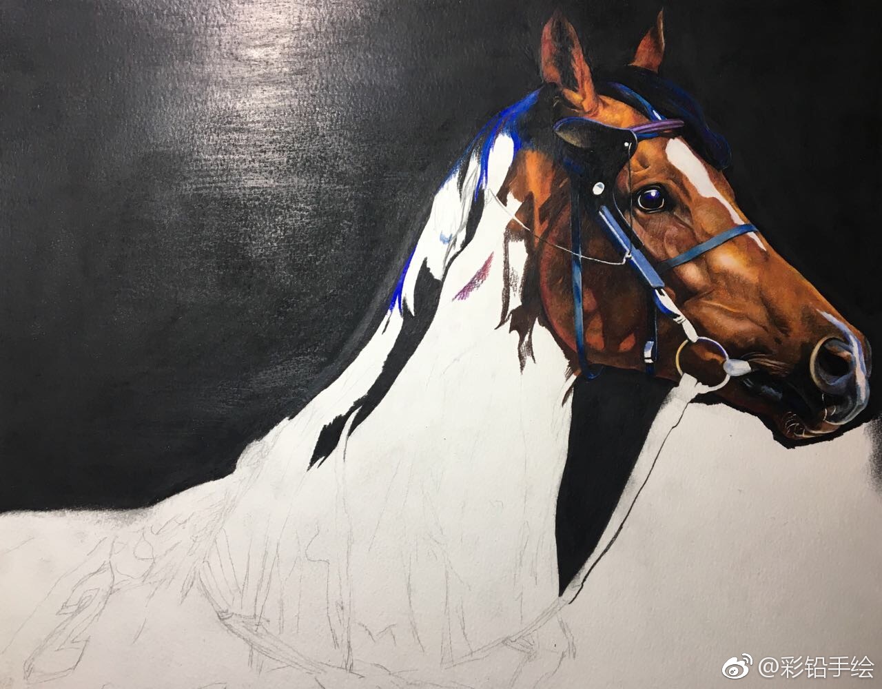 彩铅手绘——马 工具:三福霹雳马彩铅 梦法儿水彩纸 投稿( )