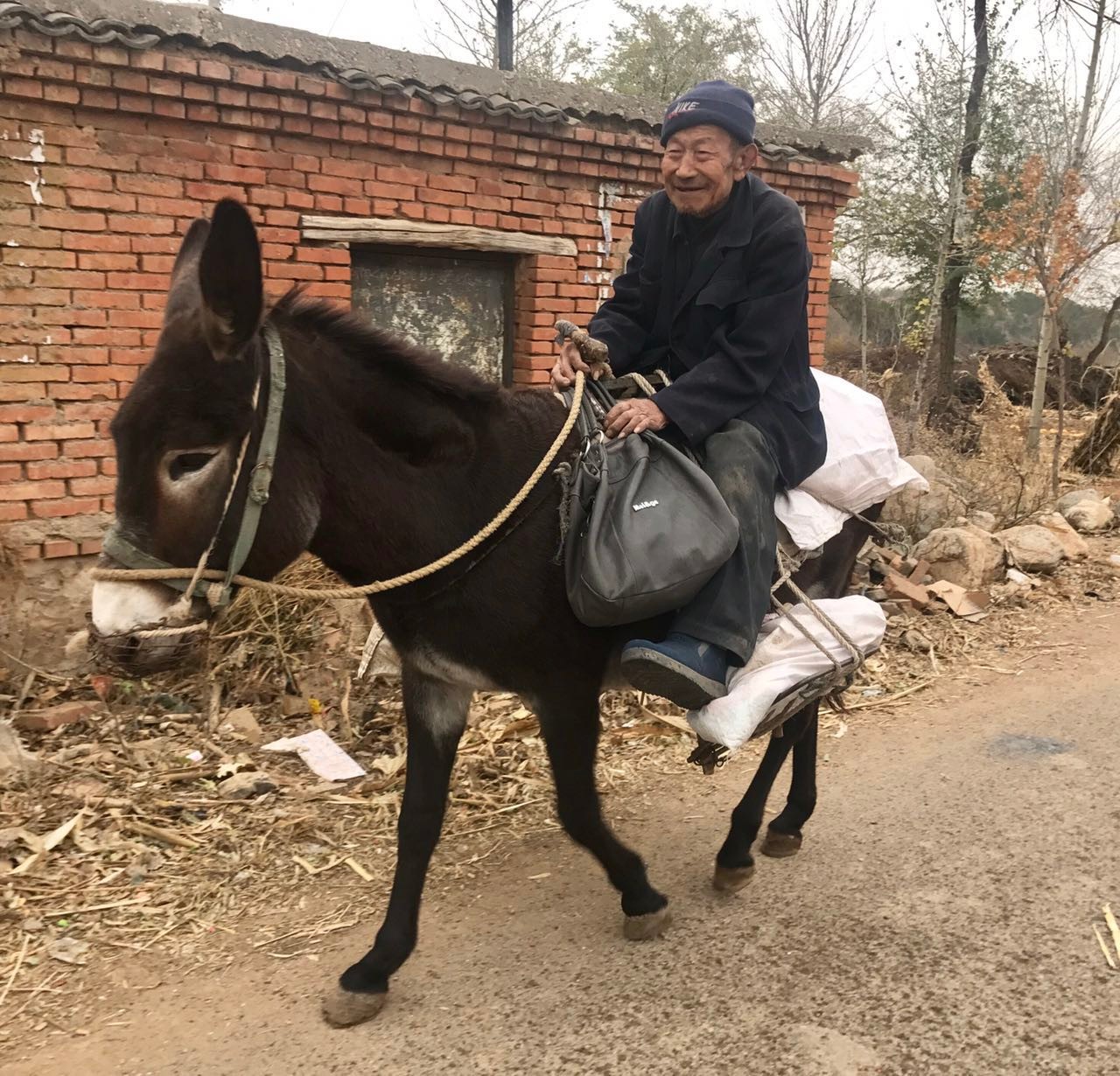 图片素材 : 野生动物, 牧场, 骘, 鬃毛, 动物群, 驴, 屁股, 农场动物, 脊椎动物, 母马, 包动物, 马像哺乳动物, 野马马 ...