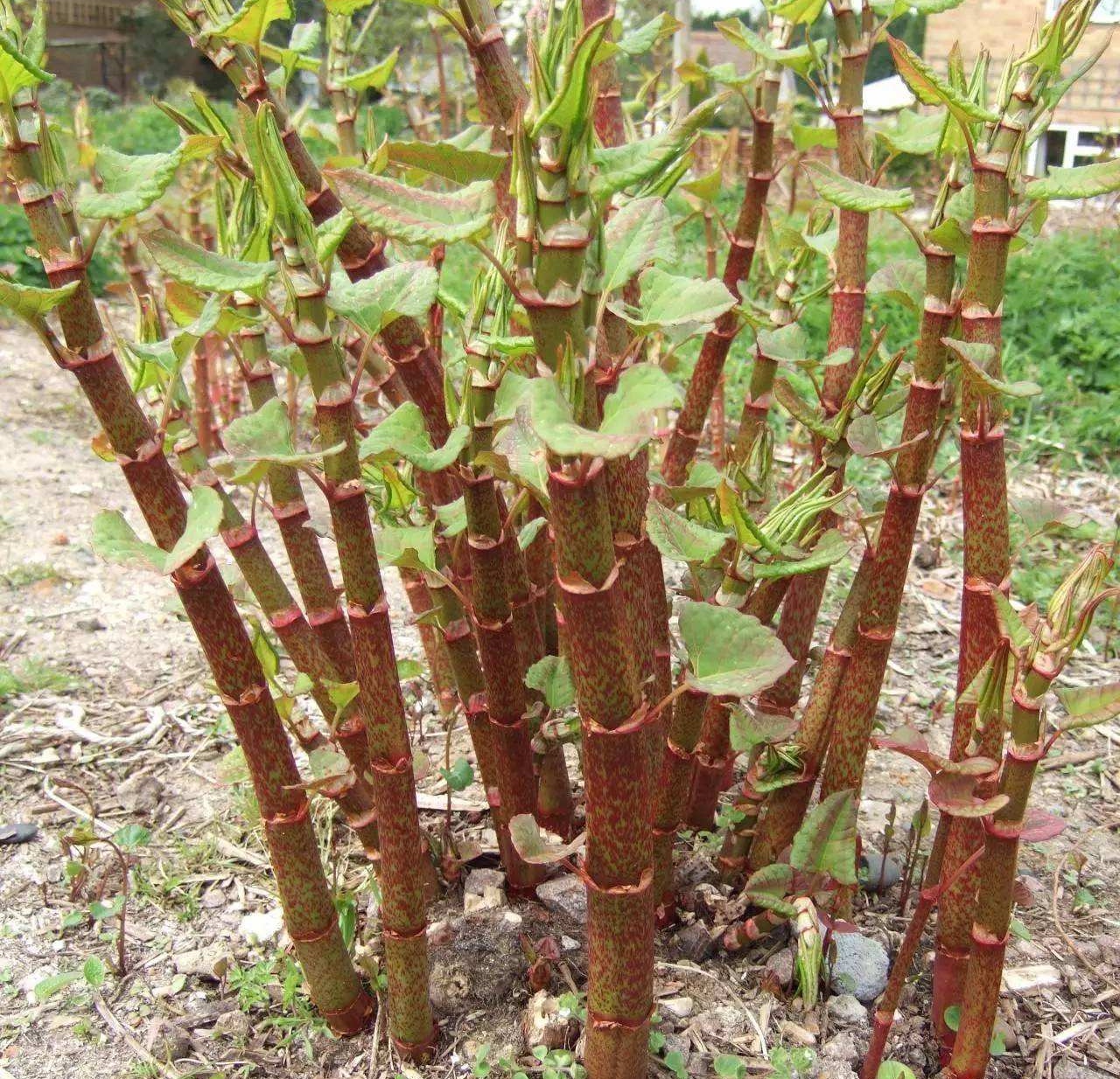 农村喂猪的"酸妹杆",很多人都吃过,却不知它的真正价值