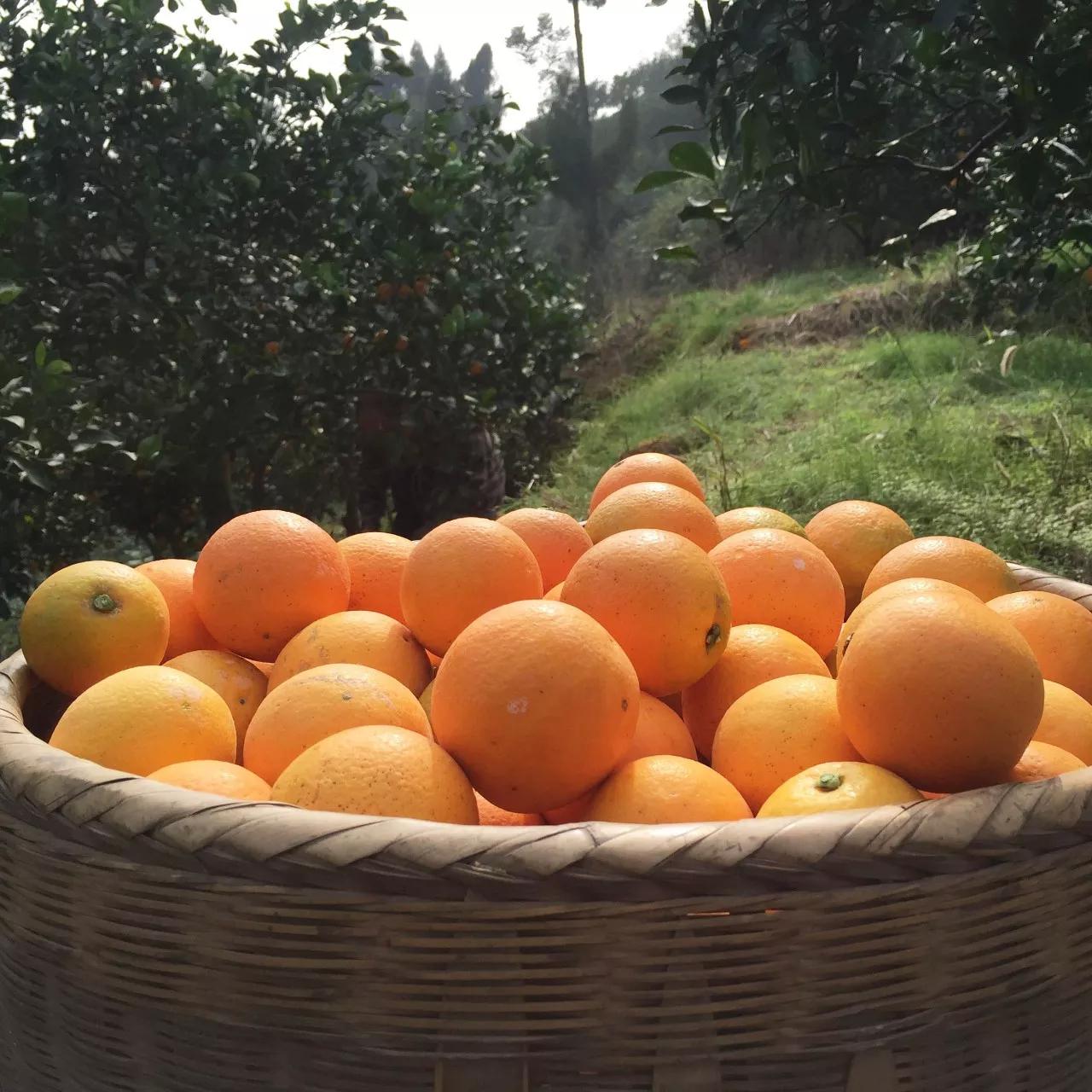 冰糖橙