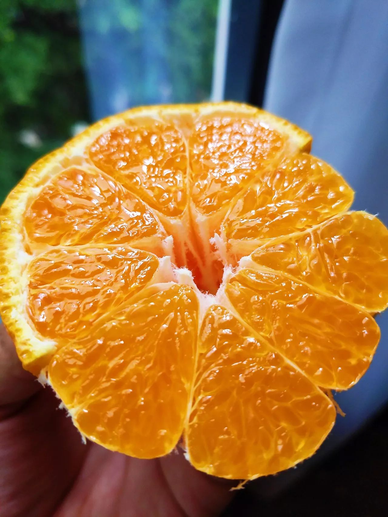 是柑也是橘,现摘现发!吃下这枚春见,酸甜刚好,爽脆多汁!