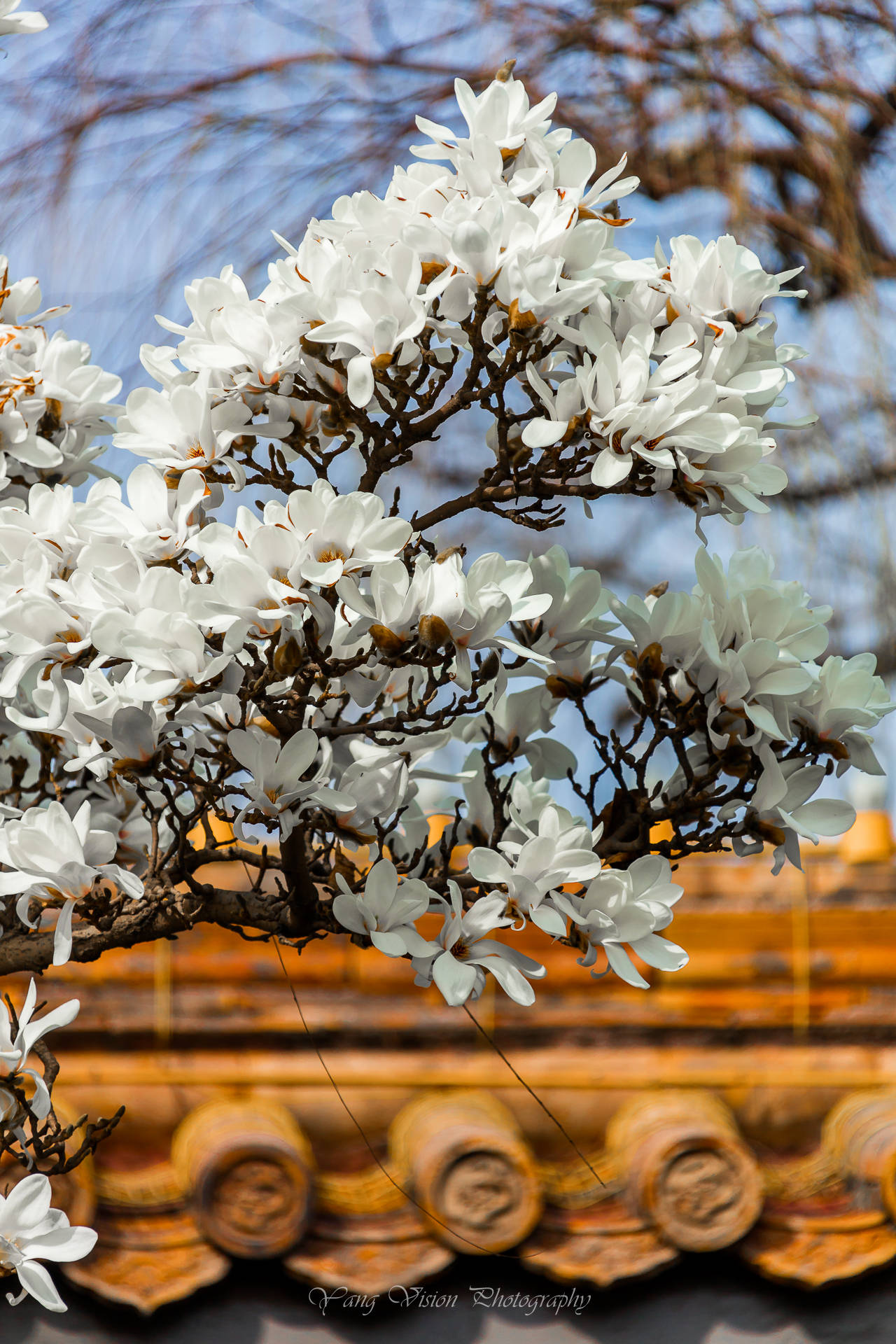 京城古建繁花拍摄地推荐之一红墙白玉花