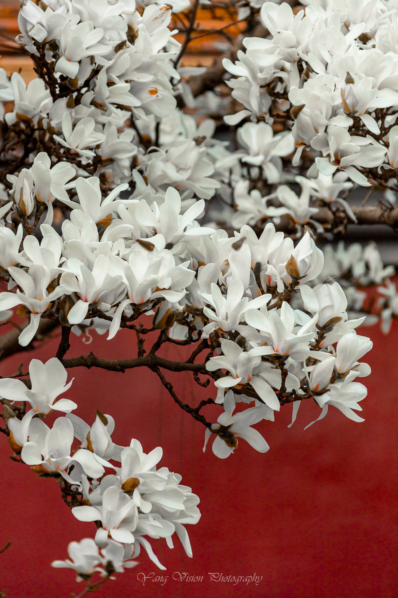 京城古建繁花拍摄地推荐之一红墙白玉花