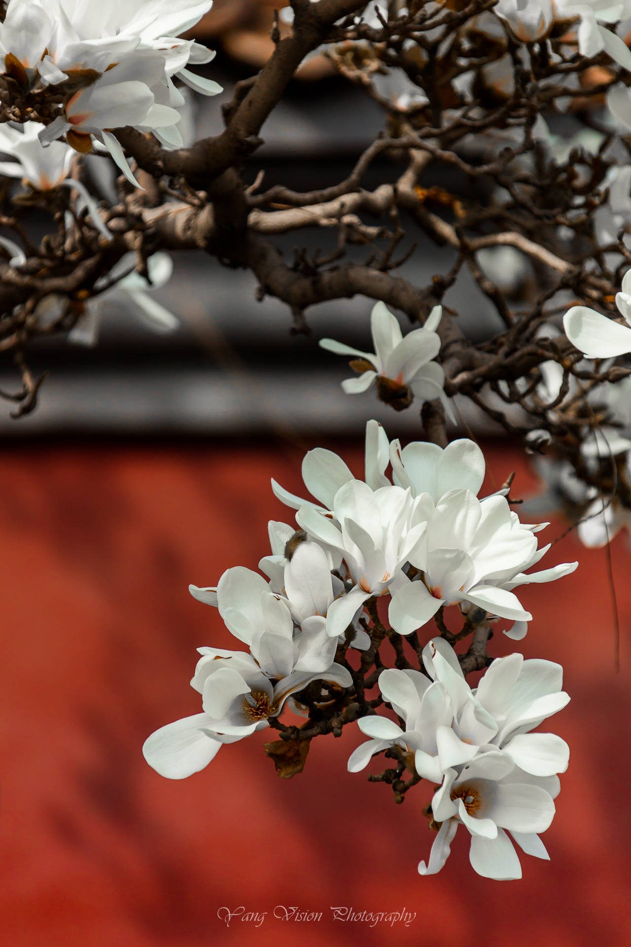 京城古建繁花拍摄地推荐之一红墙白玉花