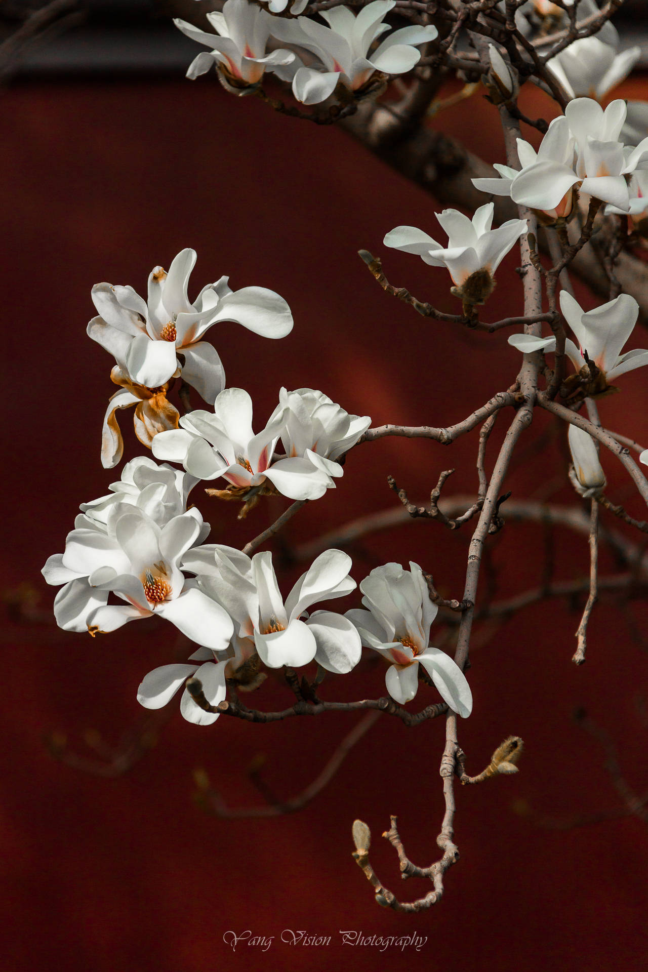 京城古建繁花拍摄地推荐之一红墙白玉花