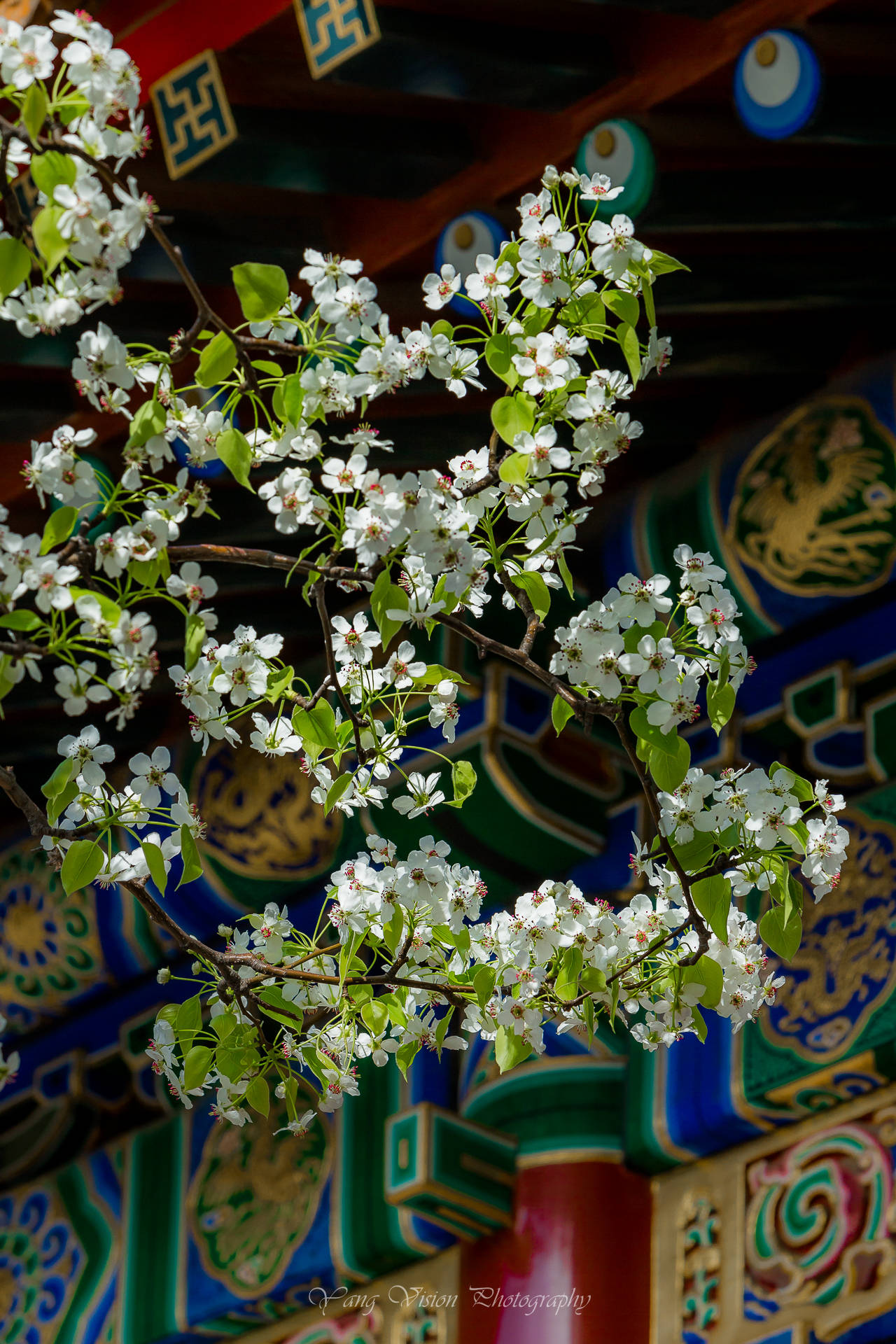 京城,古建繁花拍摄地推荐之五,宫中的梨花|梨花|寿康宫|光线_新浪新闻