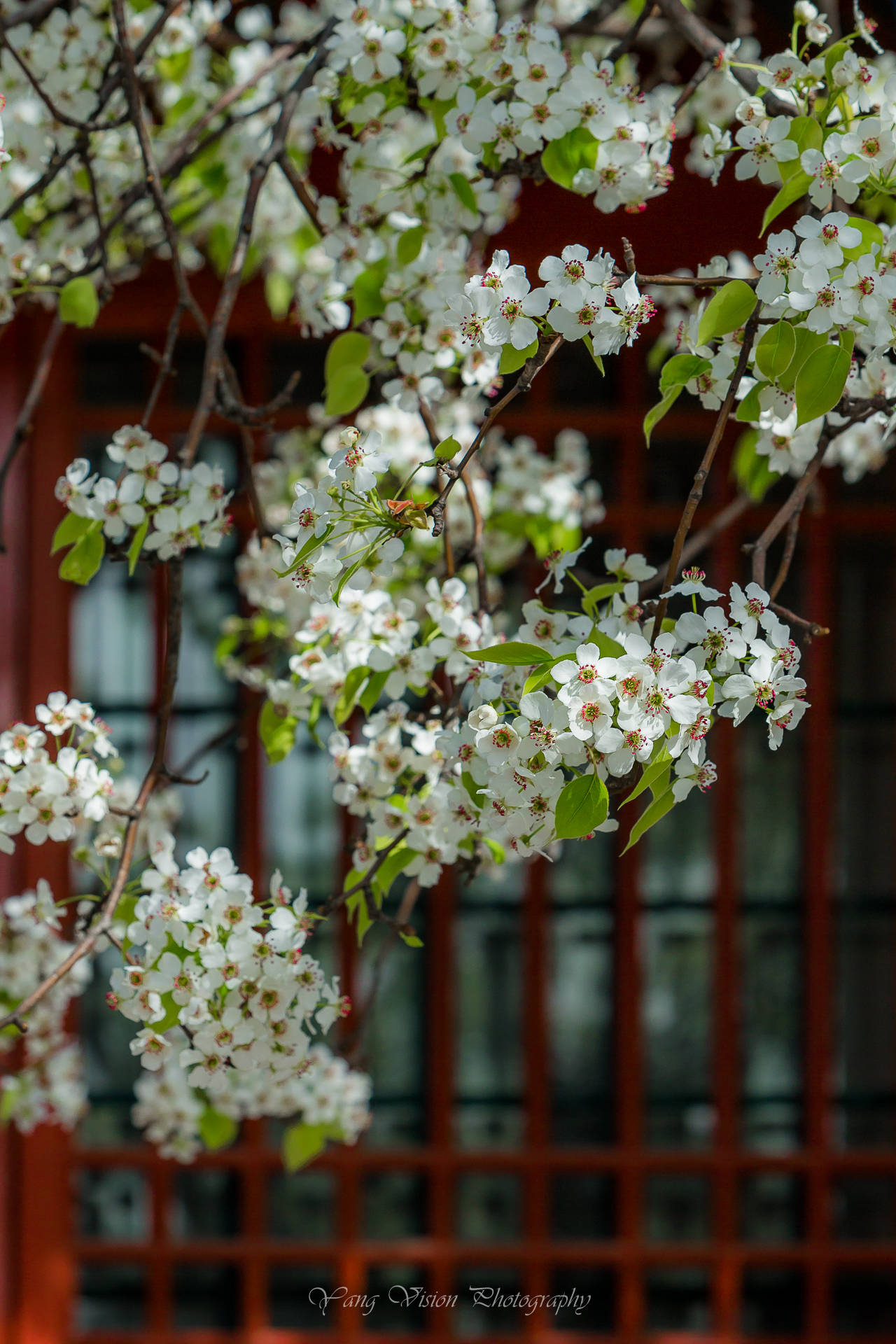 京城,古建繁花拍摄地推荐之五,宫中的梨花