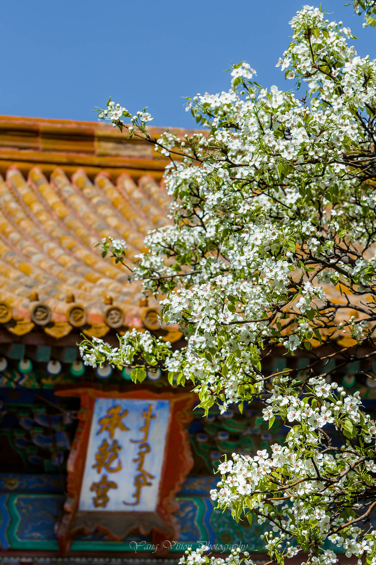 京城，古建繁花拍摄地推荐之五，宫中的梨花|梨花|寿康宫|光线|拍摄|紫禁城_新浪新闻