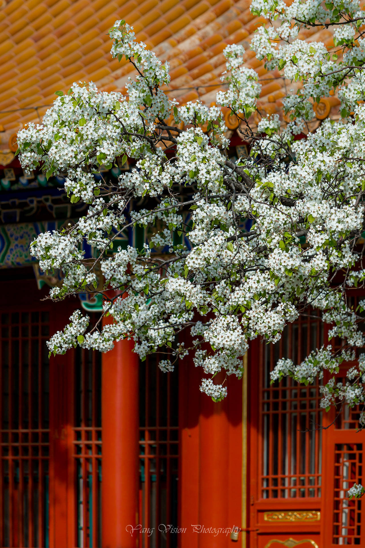 京城,古建繁花拍摄地推荐之五,宫中的梨花