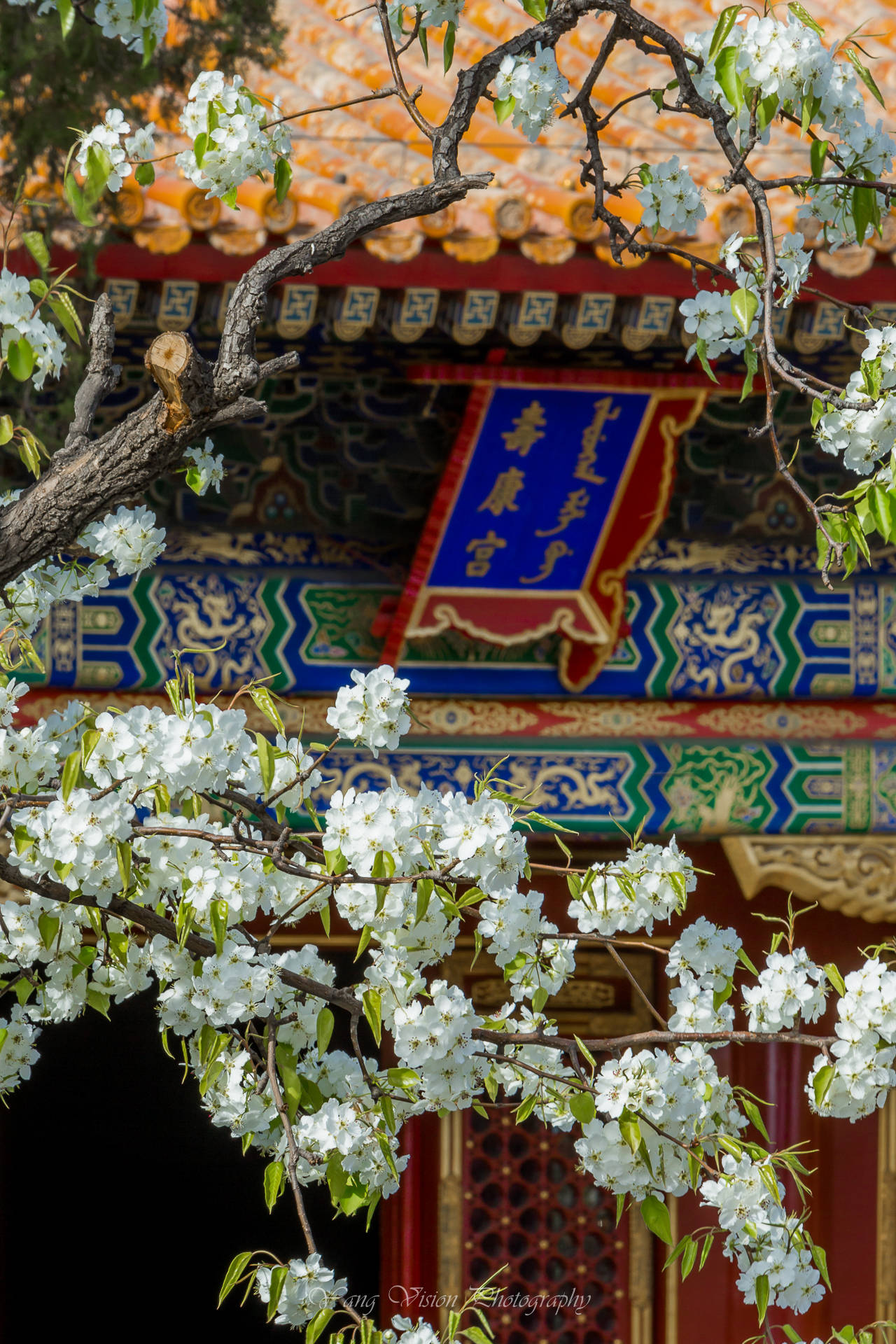 京城,古建繁花拍摄地推荐之五,宫中的梨花|梨花|寿康宫|光线_新浪网
