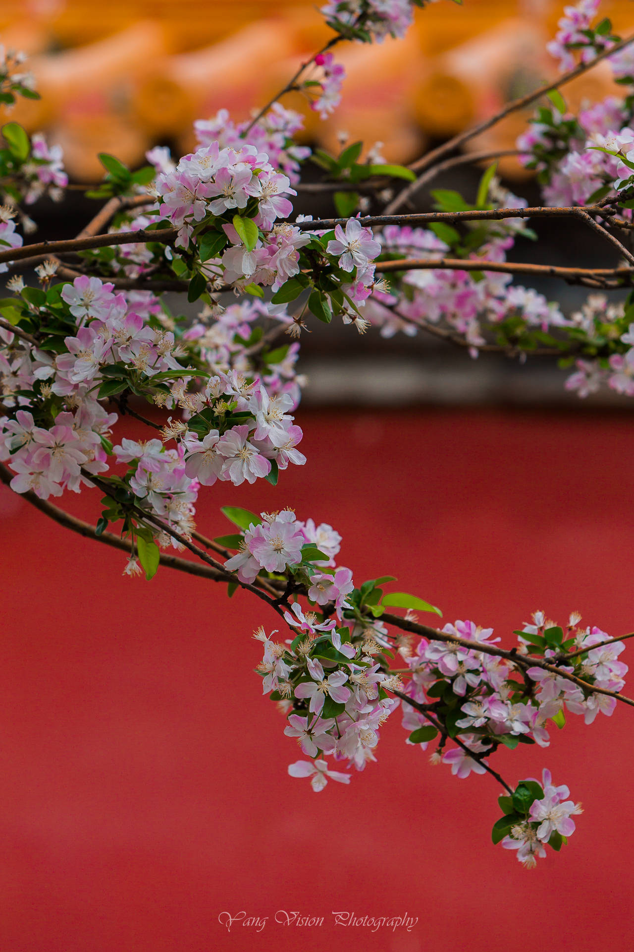 京城古建繁花拍摄地推荐之七海棠花
