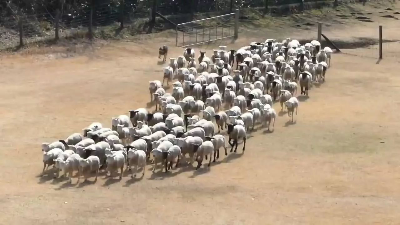 牧场每年训练绵羊摆队形,牧羊犬表示都是我的功劳