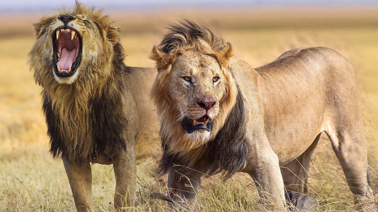 狮虎斗里胜负各自参半,但为什么网民一边倒说雄狮很怕老虎?