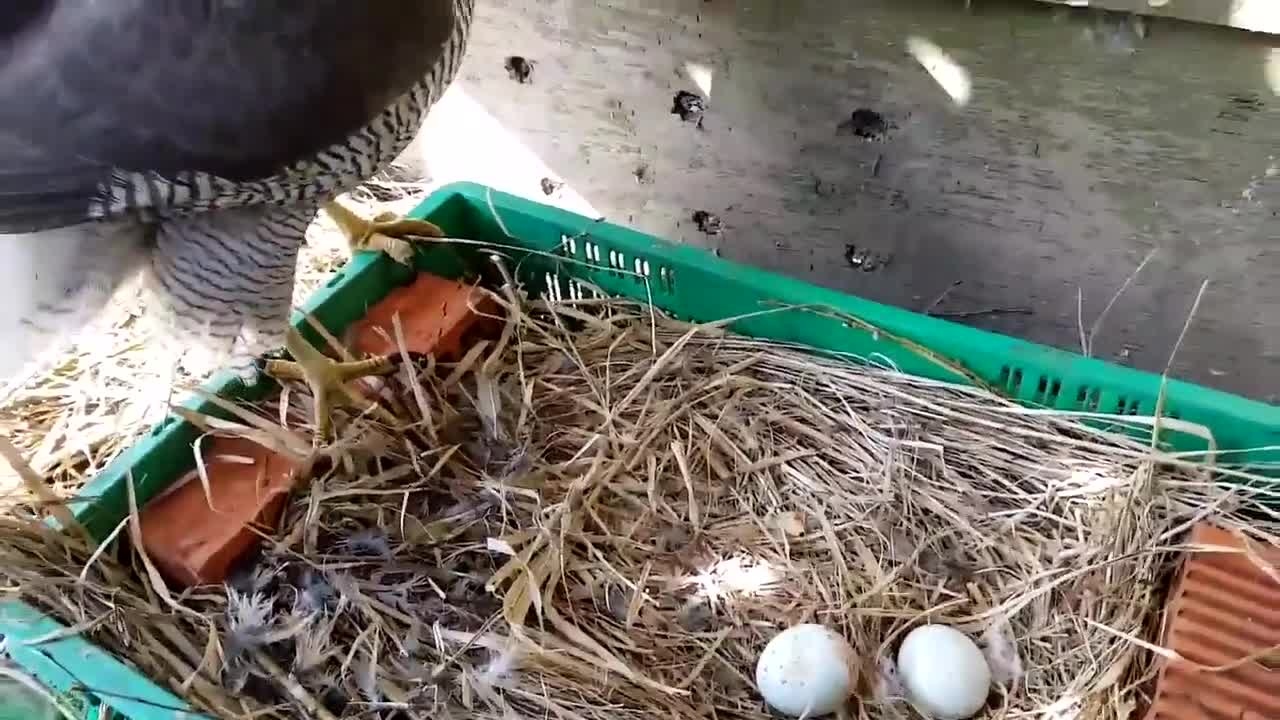 宠物老鹰下了两个蛋,主人想摸摸,老鹰表示不行:碰坏了你赔不起