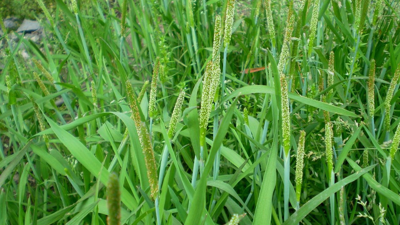 燕麦燕麦含有丰富的铁,镁,锌,铜,锰,硒等微量元素,对调节人体免疫功能