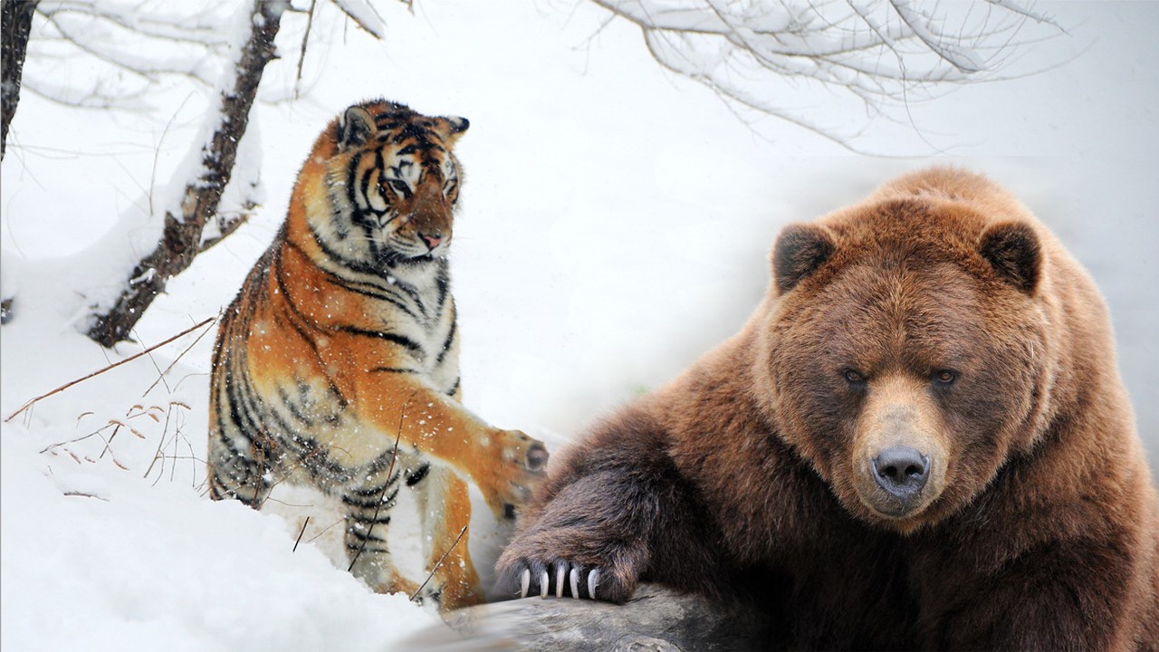 东北虎和棕熊图片
