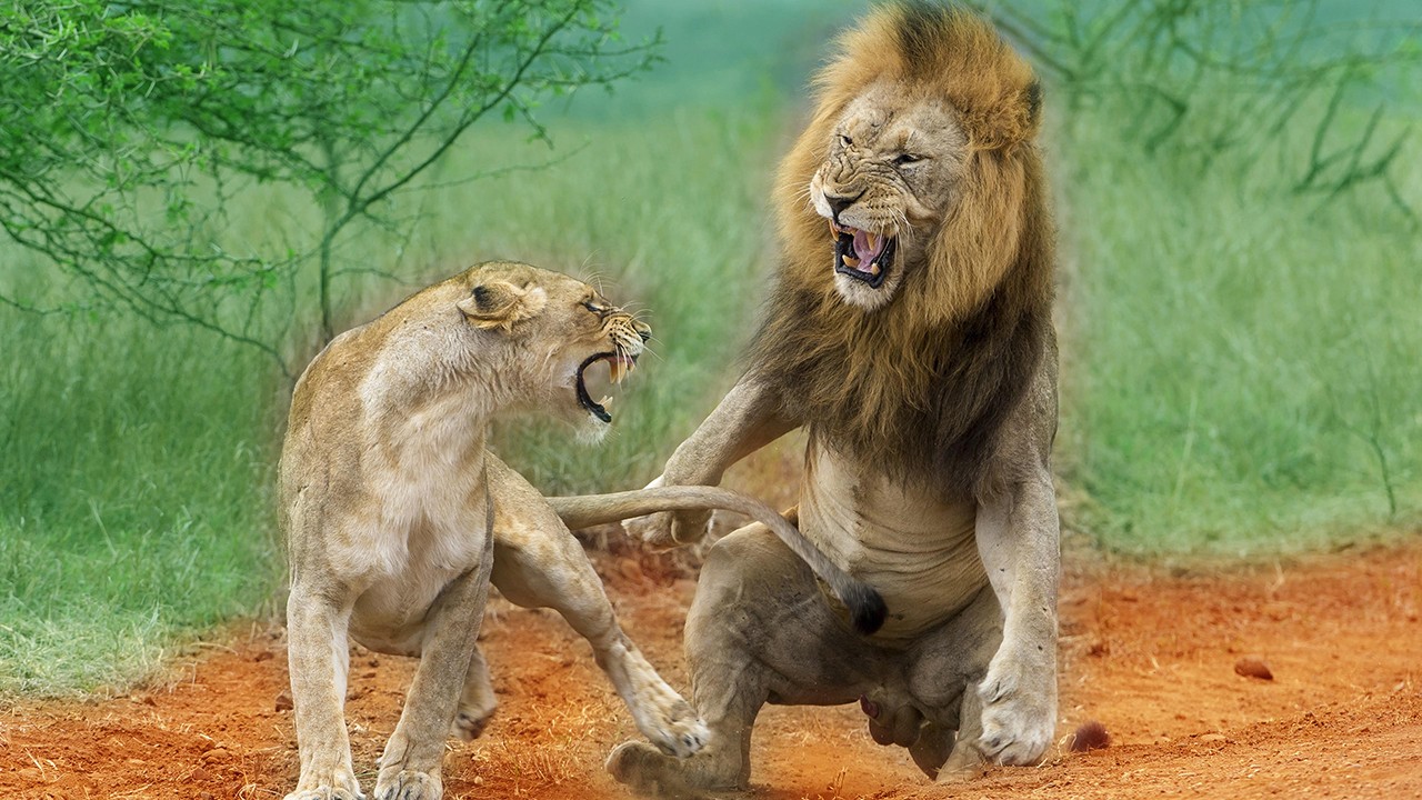 狮子如果不是群居生活,而是独自生存,能否在实力上碾压老虎?