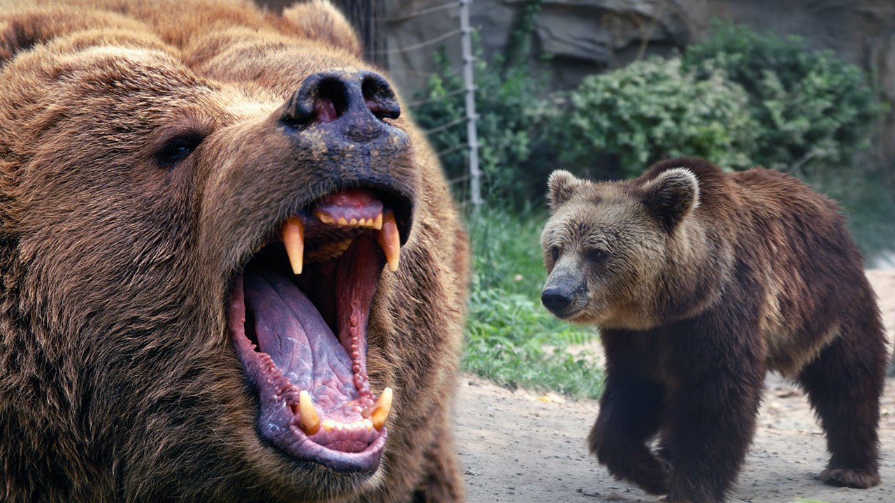 发狂的棕熊能够锤翻任何东北虎和非洲狮,在座有不认同的吗?