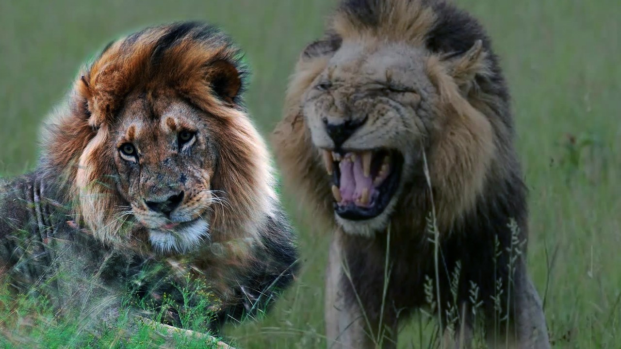 狮虎豹的实力分析:三只花豹战雄狮,五只猎豹赢老虎