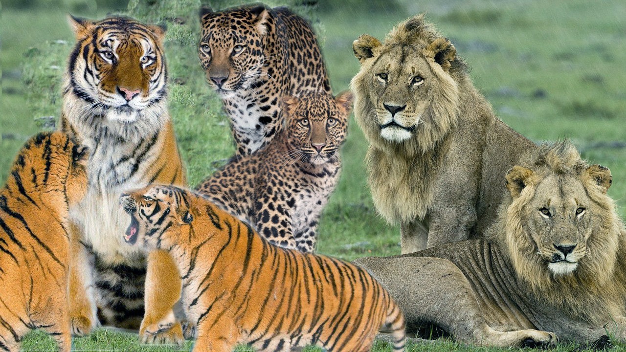 狮虎豹的实力分析:三只花豹战雄狮,五只猎豹赢老虎