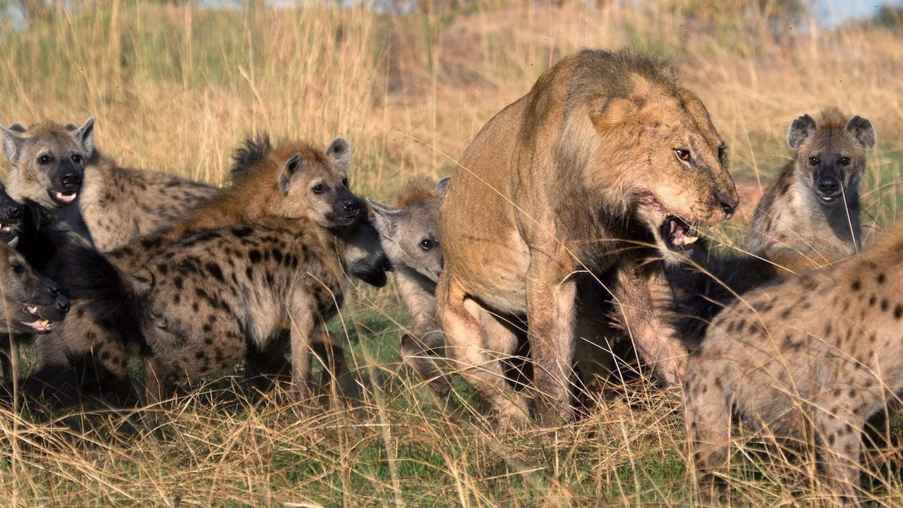 五只鬣狗就够雌狮喝一壶的了,那八只鬣狗能够把老虎打一顿吗?