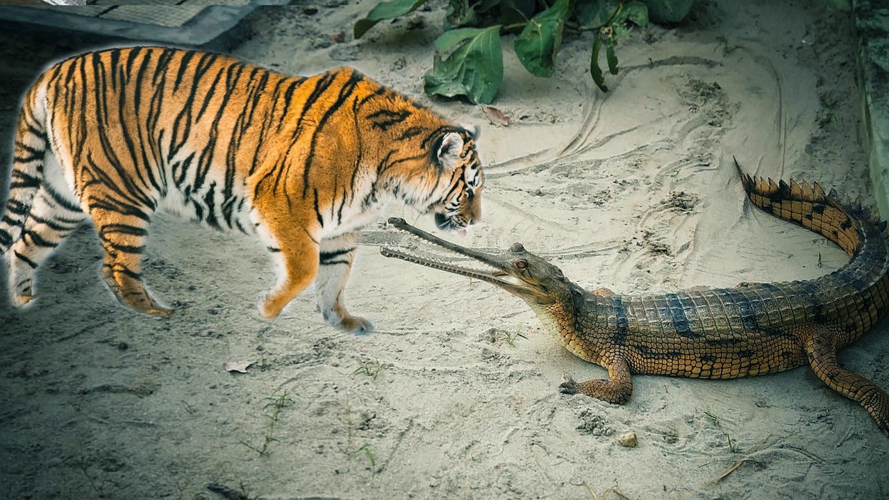 鳄鱼的陆地打斗能力如何,能够与狮子老虎抗衡吗?网友说对了