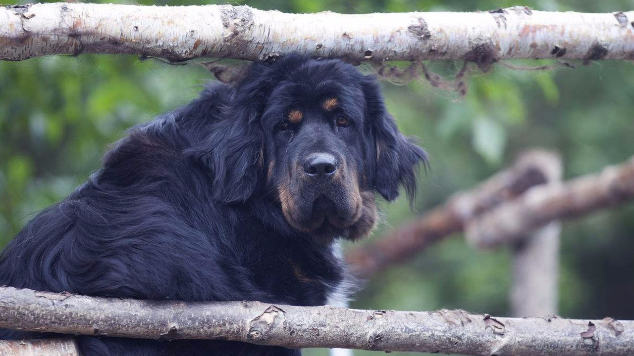 以北美灰狼的体型和战斗能力,藏獒80%要输.