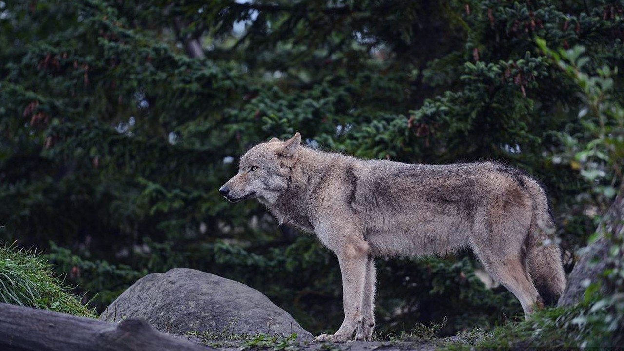 两只狼狗是一只野狼的对手么有网友说是狼狗胜