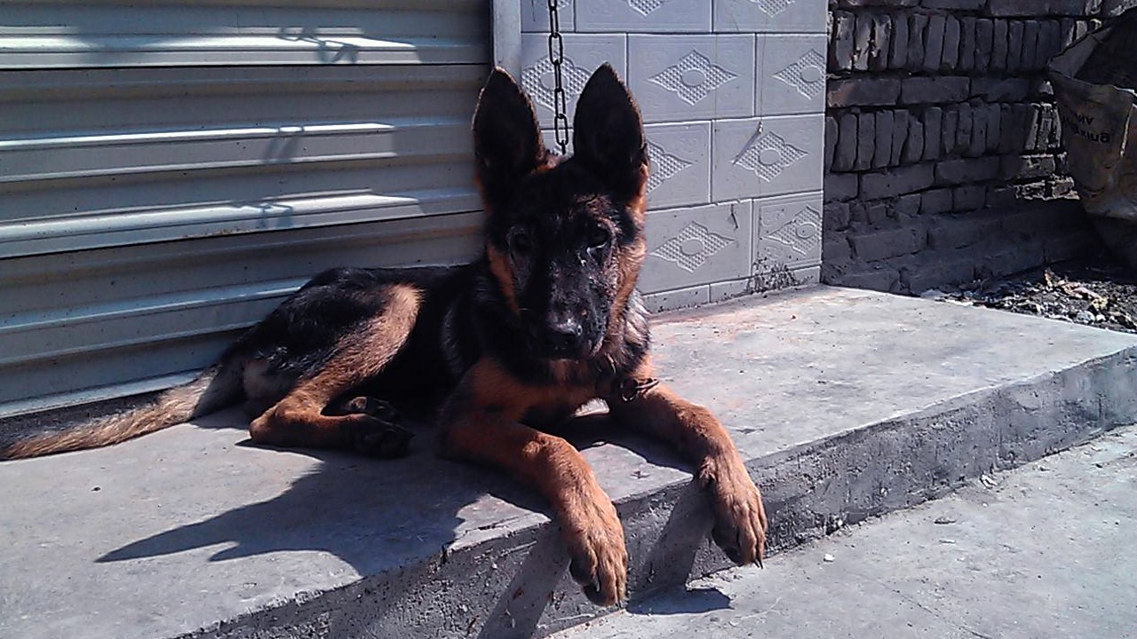 两只狼狗是一只野狼的对手么有网友说是狼狗胜