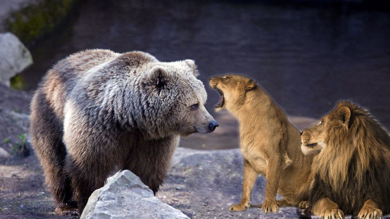 一对一的情况下,棕熊碾压狮子吗?网友的这个说法我比较认同
