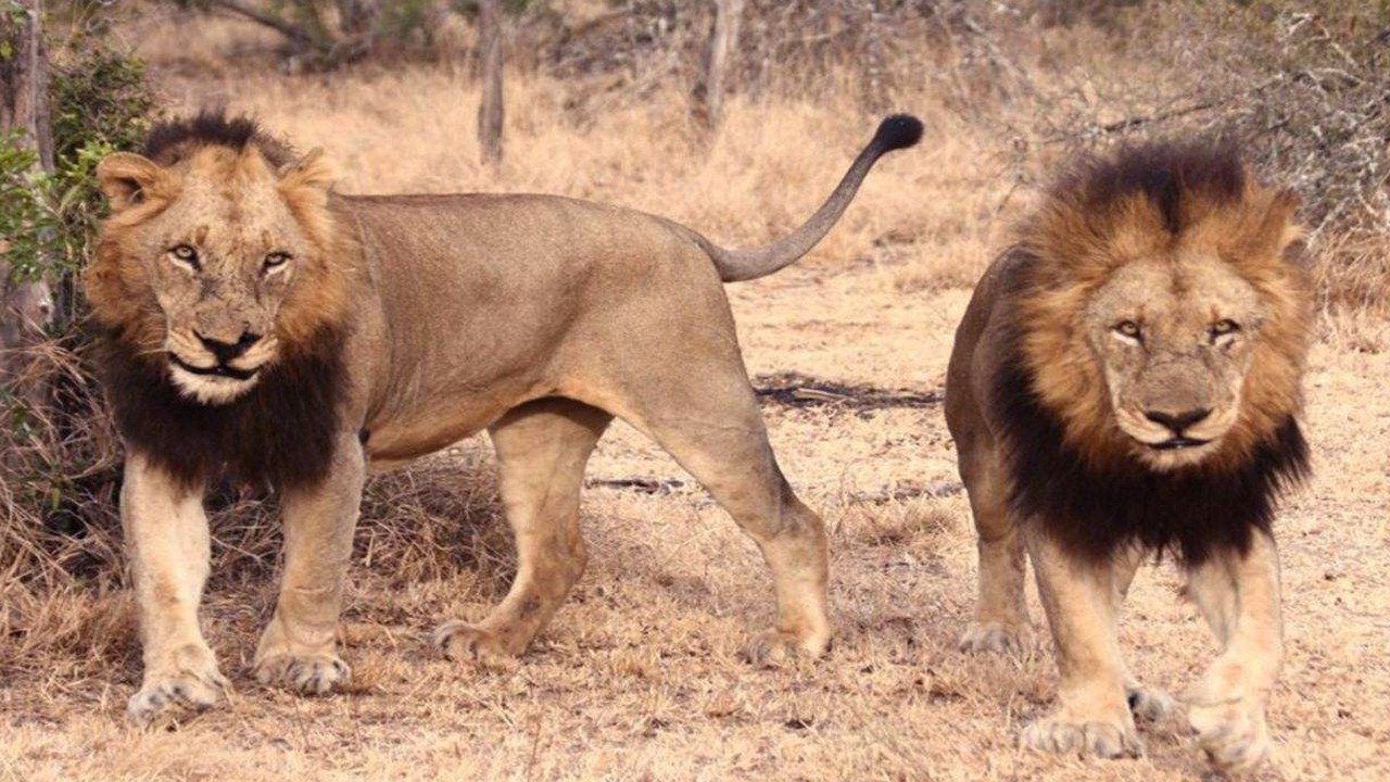 一对一的情况下,棕熊碾压狮子吗?网友的这个说法我比较认同