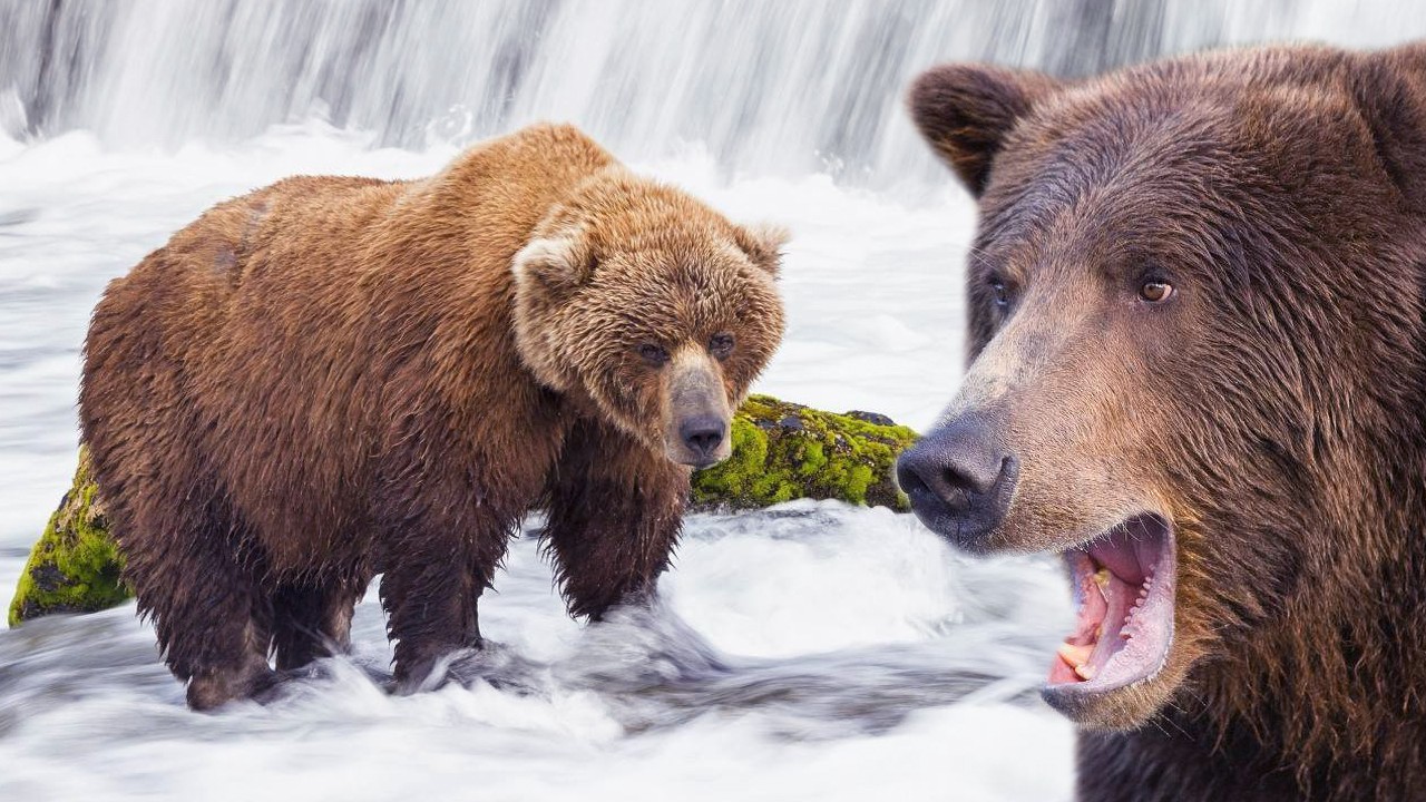 一对一的情况下,棕熊碾压狮子吗?网友的这个说法我比较认同