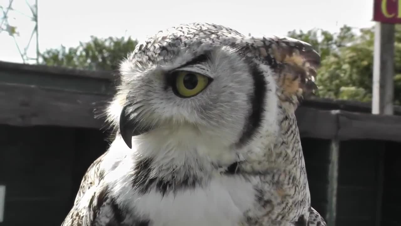 负子蟾从背上射出后代 看完头皮发麻 67