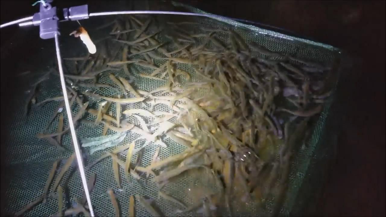 牛人男子晚上捕鱼, 无诱饵仅有手电筒, 收获数量却非常多