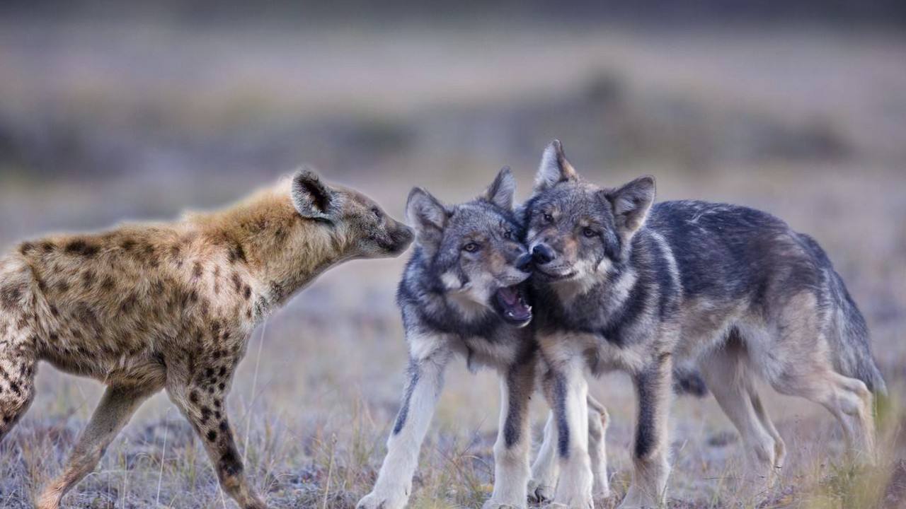 当北美灰狼群遇上非洲鬣狗群,狼群会被秒掉吗